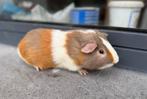 Jonge cavia, Dieren en Toebehoren, Knaagdieren, Cavia, Mannelijk, Tam, Oktober