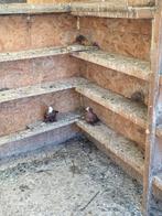 Duiven Gratis, Ophalen of Verzenden