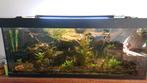 Groot aquarium, met hardscape., Ophalen, Gebruikt, Gevuld zoetwateraquarium