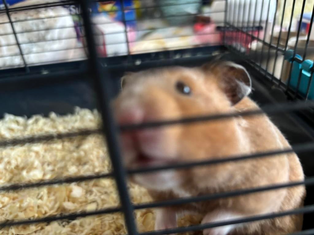 Verschillende goudhamsters, Animaux & Accessoires, Rongeurs, Hamster, Décembre, Domestique, Plusieurs animaux