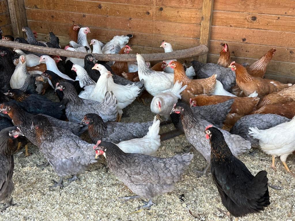 Legkippen op paasmaandag 10-16uur, Animaux & Accessoires, Volatiles