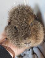 Lemonagouti rex beer, Dieren en Toebehoren, Cavia, Mannelijk, Mei, Tam