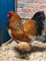 Brahma GH, Dieren en Toebehoren, Pluimvee, Mannelijk, Kip
