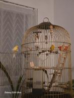 Vogel kooi met 2 mooie speciale kanaries man en wrauke, Ophalen, Vogelkooi