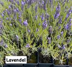 ‼️lavendel aan promoprijzen ‼️, Enlèvement