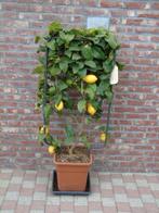 CITROENBOOM MET 4 SEIZOENEN, Ophalen, Volle zon, In pot, Citroenboom