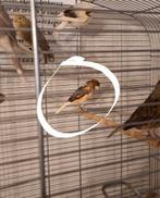 4 pracht kanaries, Animaux & Accessoires, Oiseaux | Canaris