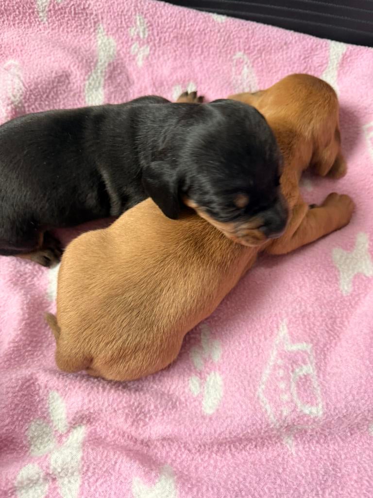 Dwergteckel / kaninchen pups, Animaux & Accessoires, Chiens | Teckels & Bassets, Poils courts, Plusieurs, Nain, Hépatite contagieuse (maladie de Rubarth)