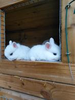 Kleurdwerg konijntje.... Pooltje., Dieren en Toebehoren, Konijnen, Klein