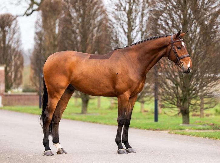 Door rijden en klaar maken voor verkoop, Dieren en Toebehoren, Paarden
