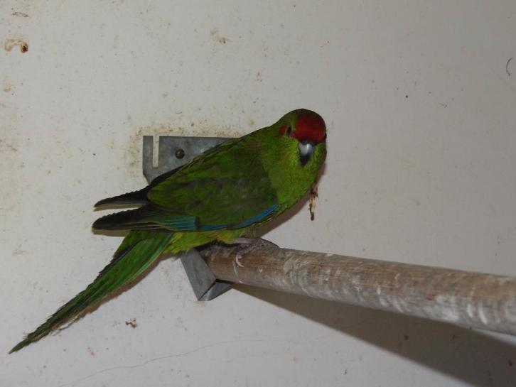 Kakarikie, kakariki, Animaux & Accessoires, Oiseaux | Perruches & Perroquets, Bagué