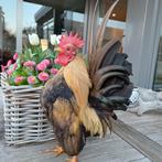 Serama jeunes coqs, Mâle, Poule ou poulet