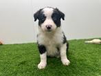 Portée de Chiots Border Collie, Colley, Plusieurs, Hépatite contagieuse (maladie de Rubarth), Belgique