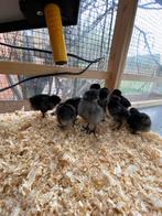 Ayam cemani kuikens, Dieren en Toebehoren, Geslacht onbekend, Kip