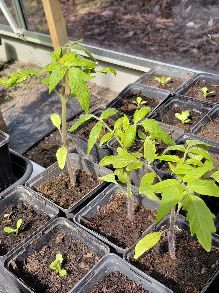 Tomaatplant st Pierre, Ophalen of Verzenden