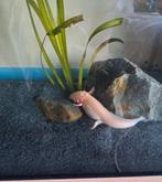 Axolotle albino, Animaux & Accessoires, Reptiles & Amphibiens, Autres espèces