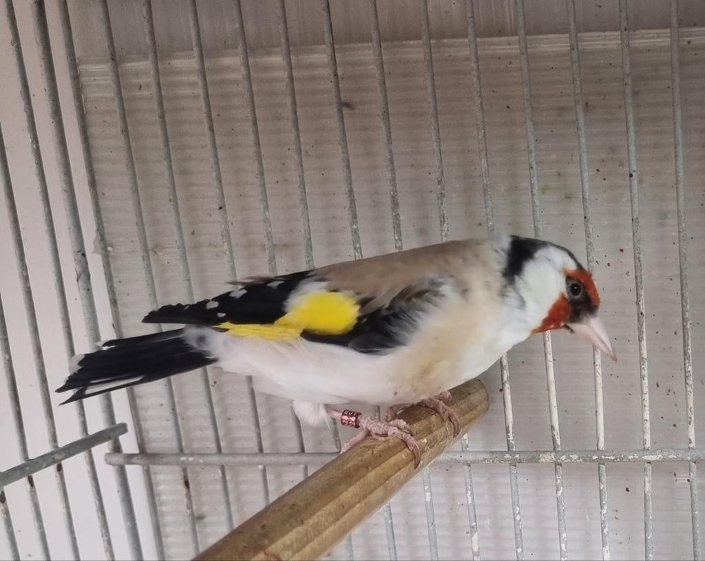 Femelle chardonneret aghate, Animaux & Accessoires, Oiseaux | Oiseaux Autre, Femelle