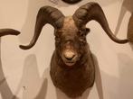 À vendre ; taxidermie moutons des neiges de Sibérie montés, Enlèvement, Comme neuf, Autres, Autres types