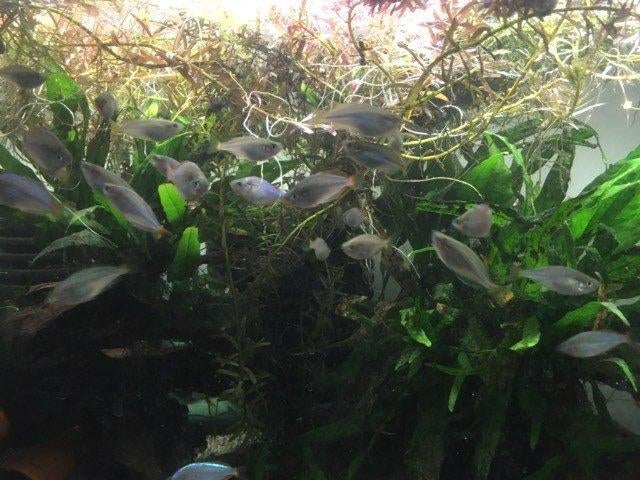 Diamantregenboogvis - Melanotaenia Praecox, Poisson, Poisson d'eau douce, Banc de poissons