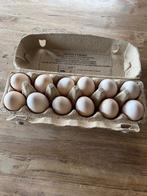 broedeieren van maleiers, Dieren en Toebehoren, Geslacht onbekend, Kip