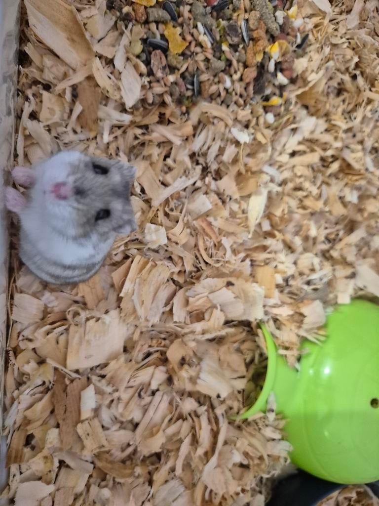 Super lieve Russische dwerghamster, Dieren en Toebehoren, Knaagdieren, Hamster, Vrouwelijk, November, Tam