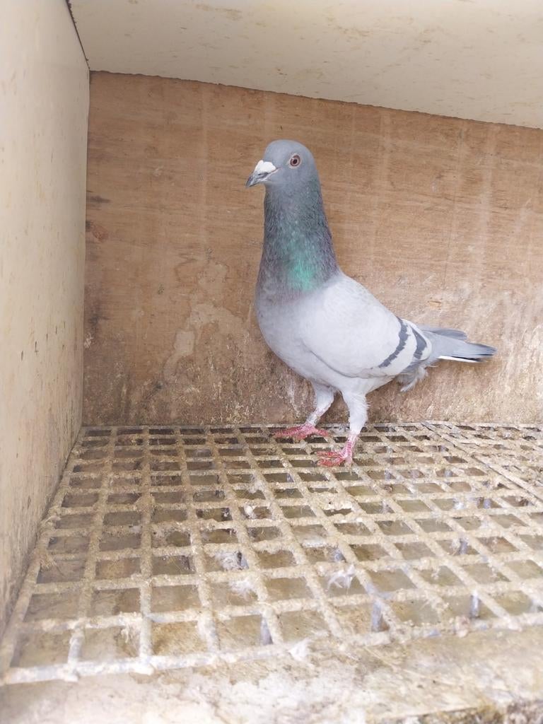 Mooie doffer postduiven