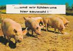 VARKENS  VOELEN  ZICH  GOED !, Envoi, Non affranchie, Autres