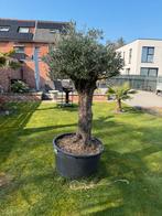Olijfboom, Tuin en Terras, Ophalen, Olijfboom