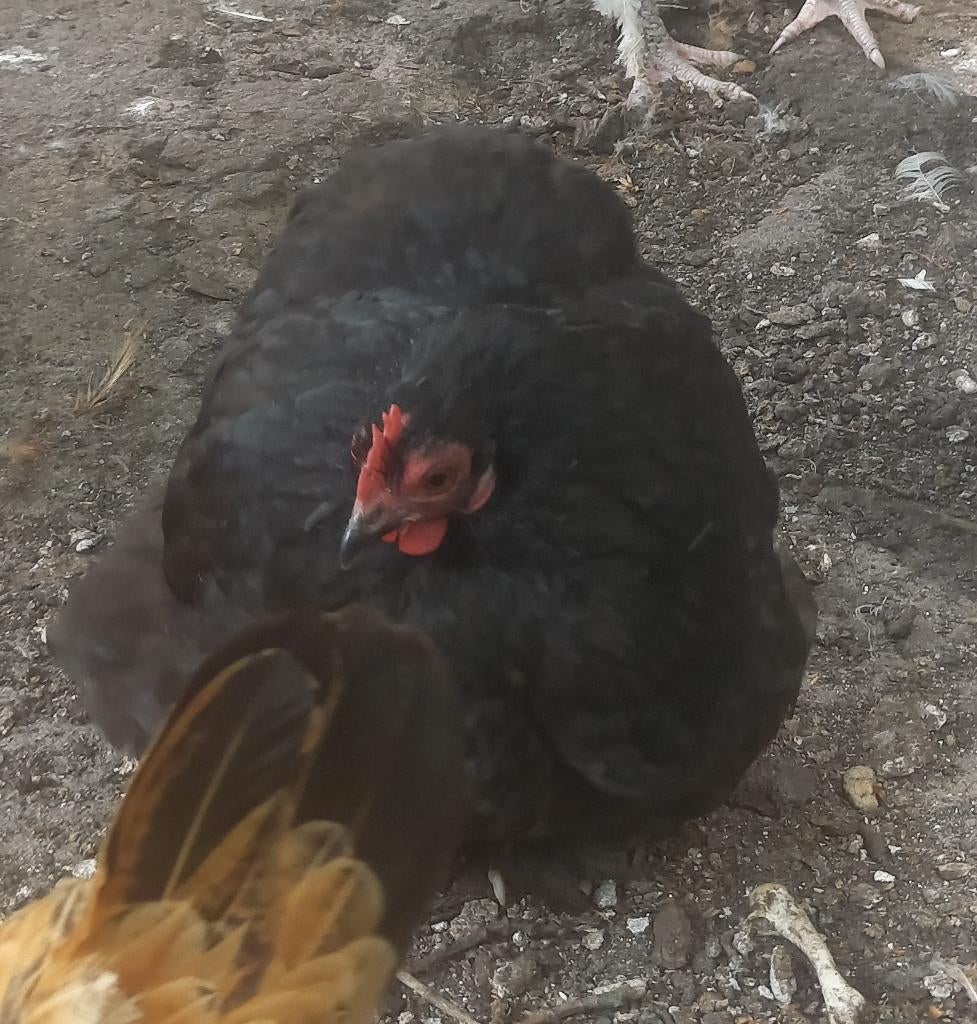 3 cochin krielhennen te koop, div. kleuren, Dieren en Toebehoren, Pluimvee, Kip, Vrouwelijk