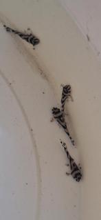 L46 Zebra jongen 2 maand, Dieren en Toebehoren, Vissen | Aquariumvissen