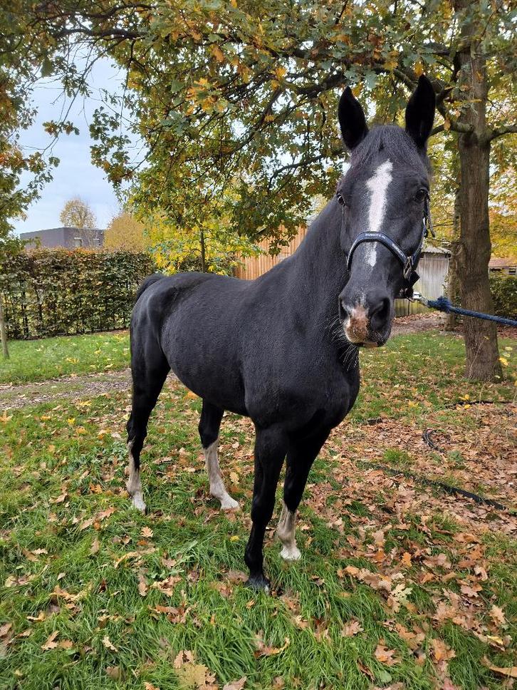 Jument gueldre - compagne des prés - poulinière, Animaux & Accessoires, Chevaux, Jument, L, 160 à 165 cm, 11 ans ou plus, Cheval de récréation