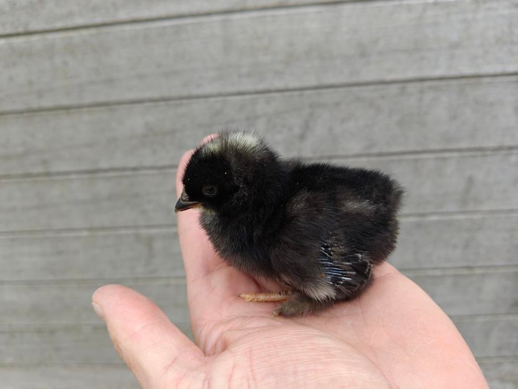 Vrouwelijke kuikens Mechelse koekoek