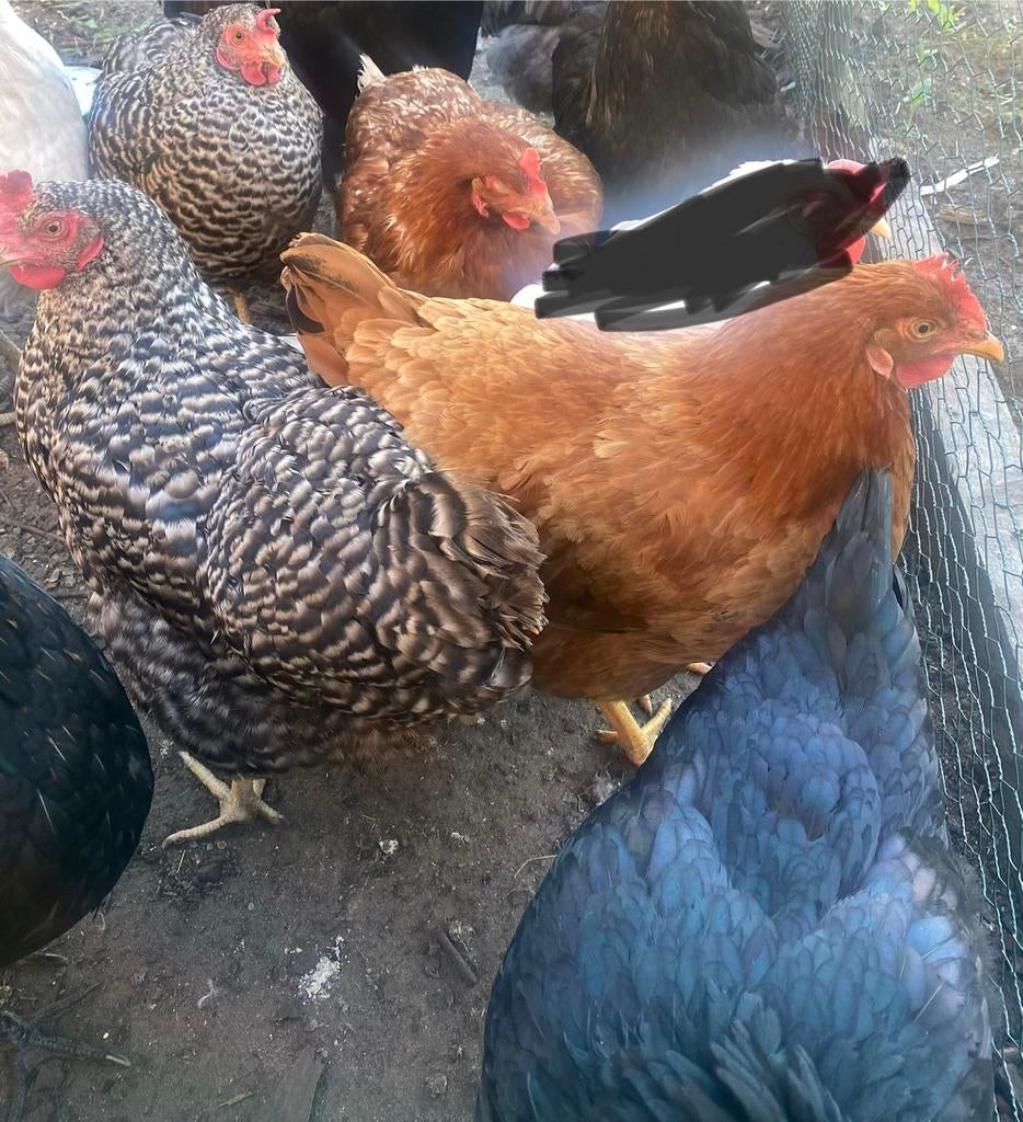 5 kippen 1 haan 1jaar oud