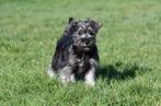 Chiots Schnauzer nain à vendre, 15 semaines à 1 an, Étranger, Chien (mâle), Hépatite contagieuse (maladie de Rubarth)