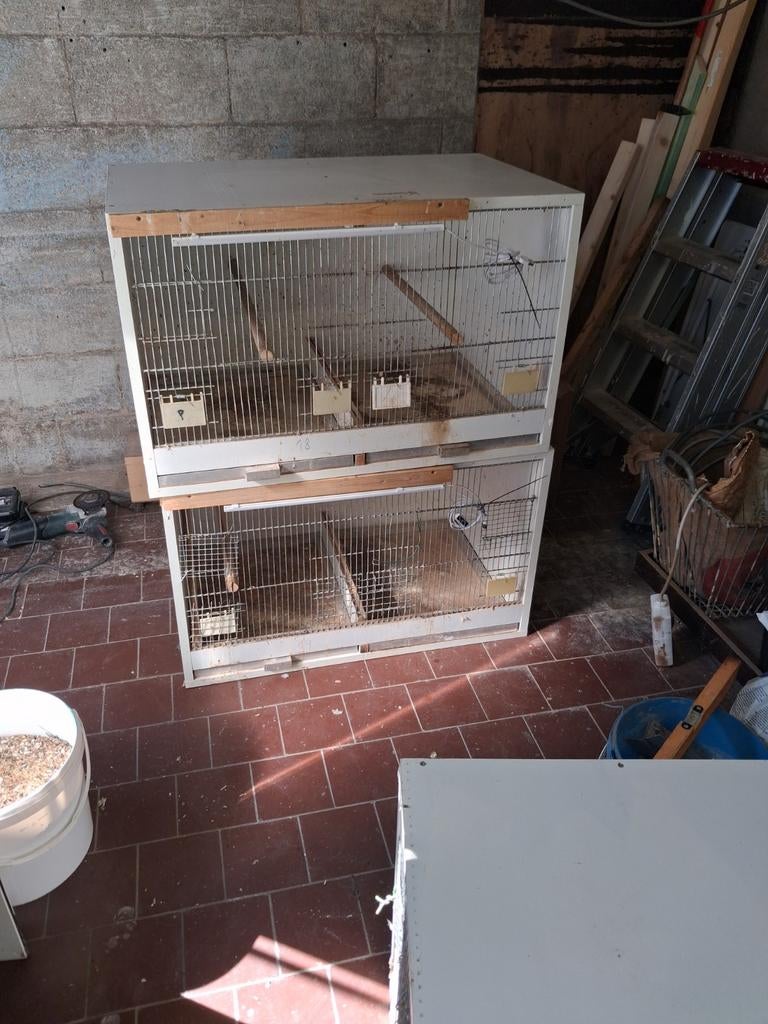 Kweekkooien, Ophalen of Verzenden