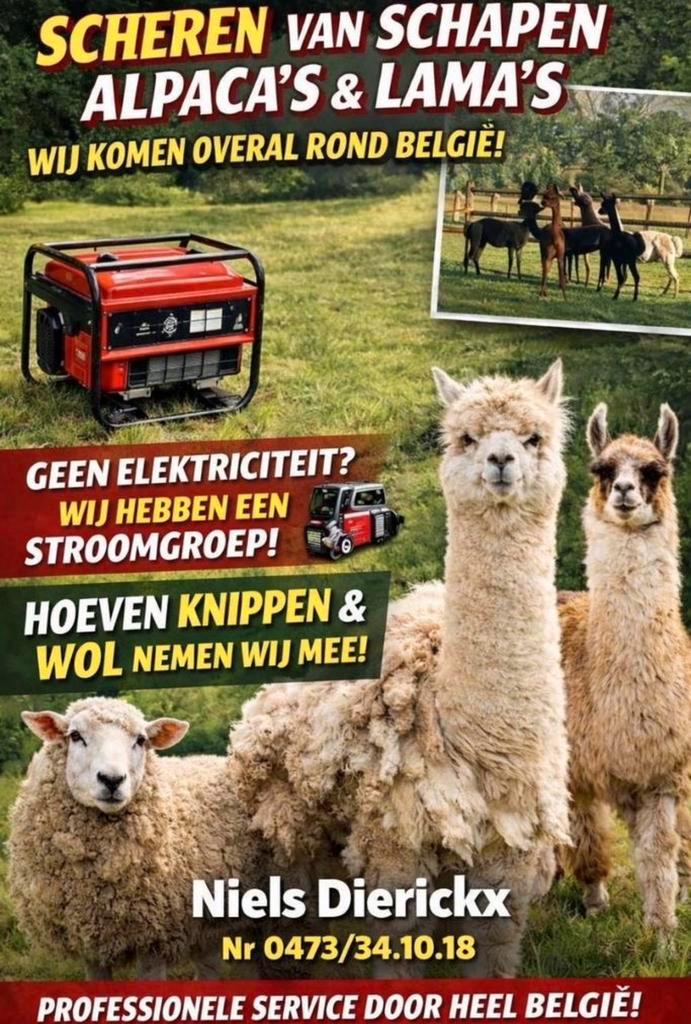 Scheren van alpaca’s , schapen en lama’s, Animaux & Accessoires, Animaux Autre, Sexe inconnu, Mars