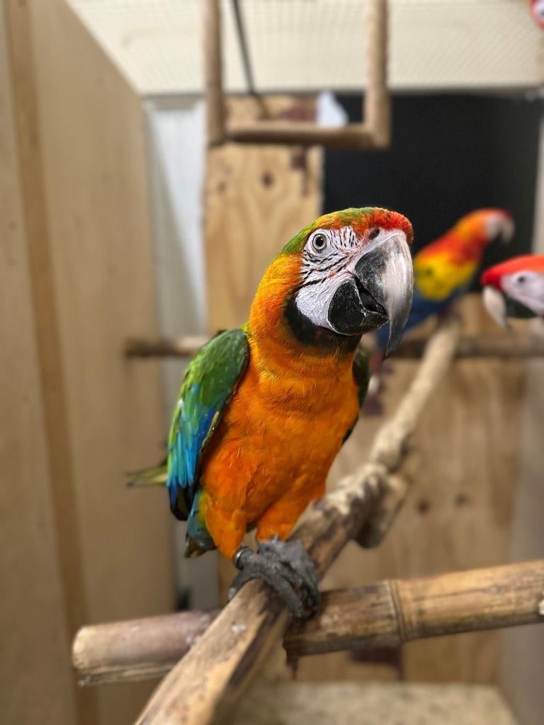 ara catalina x geelvleugel ara, Plusieurs animaux, Perroquet, Bagué