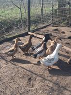 Rouan eenden, Dieren en Toebehoren, Meerdere dieren, Eend