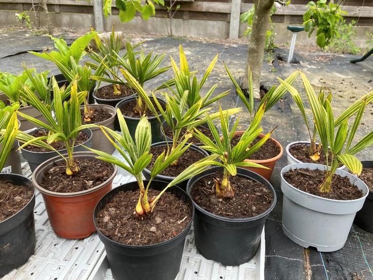 Trachycarpus Fortunei, Tuin en Terras, Planten | Bomen, Palmboom, Minder dan 100 cm, Volle zon, In pot, Ophalen