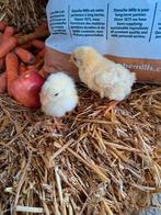 Mest kuikens. Ross 308, Dieren en Toebehoren, Pluimvee