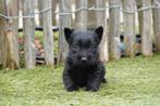 Prachtige Schotse Terriër pup, met stamboom, Dieren en Toebehoren, Honden | Jack Russells en Terriërs, Parvo, België, Overige rassen