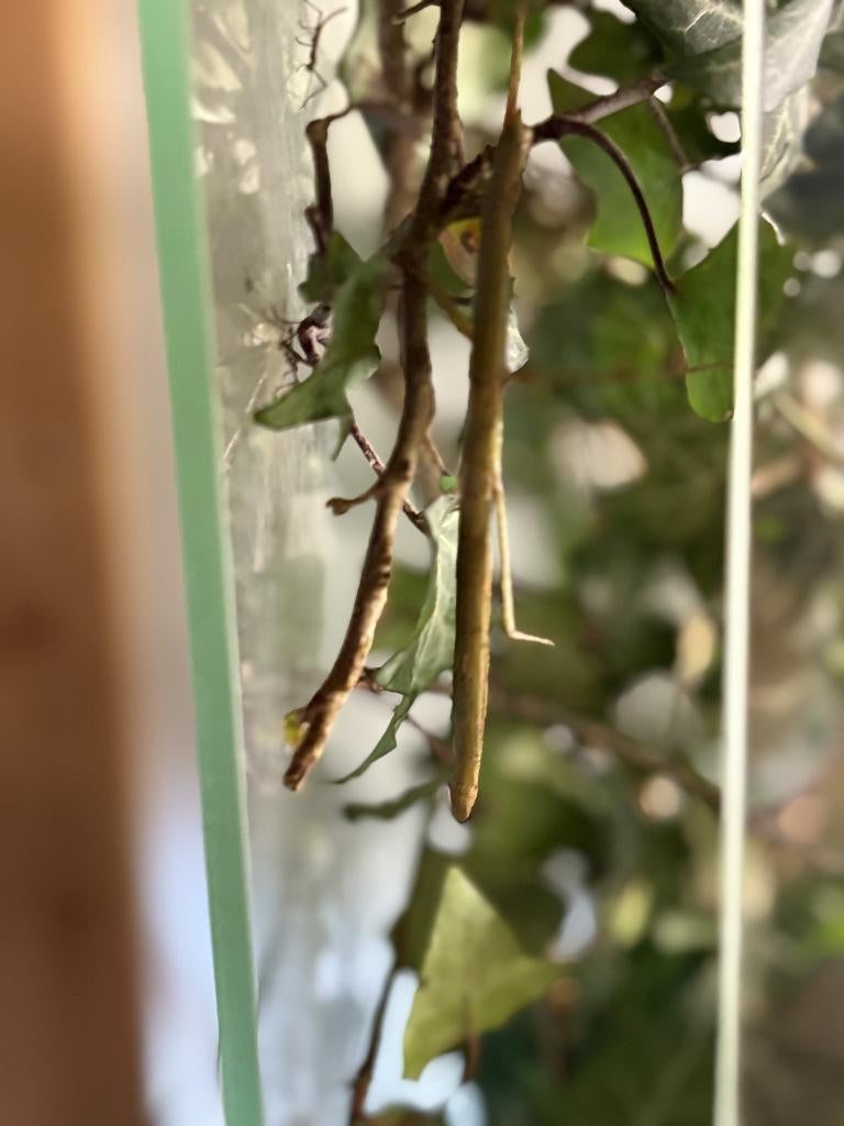 Met veel liefde verzorgde Indische wandelende takken, Dieren en Toebehoren, Insecten en Spinnen, Wandelende tak