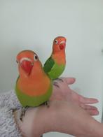 Super tamme fisheri's, Dieren en Toebehoren, Vogels | Overige Vogels