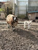 Bonte ooi met ooilam, Plusieurs animaux, Mouton, 0 à 2 ans