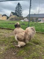 Broedeieren zijdehoen, Dieren en Toebehoren, Meerdere dieren, Kip