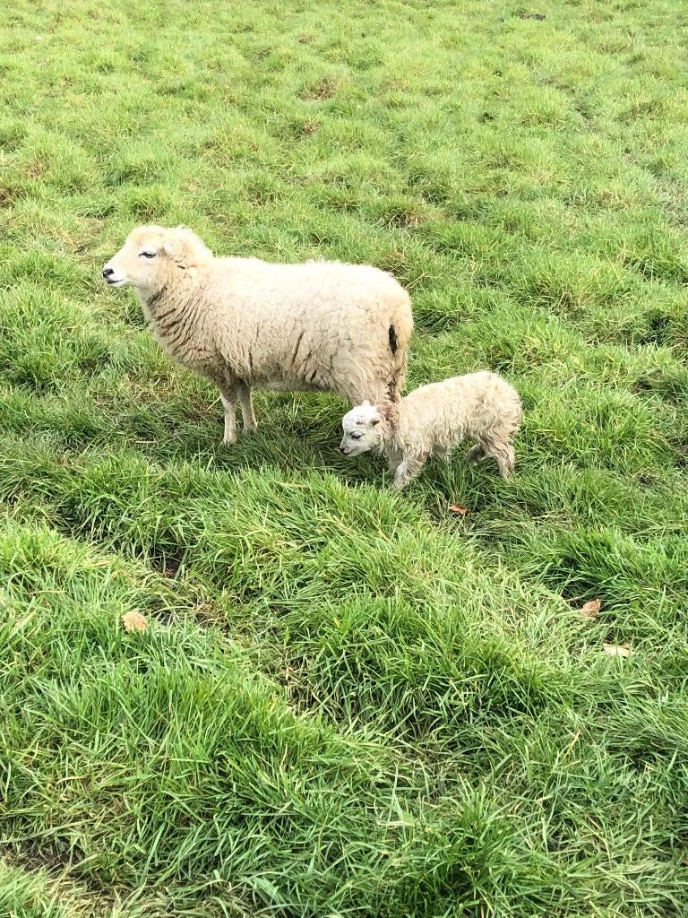 Ouessant schapen met stamboom, Meerdere dieren, Schaap
