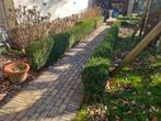 52 meter buxushaag gratis (zelf uitdoen), Ophalen