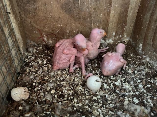 halsbandparkietjes geel en wit voor handopfok, Dieren en Toebehoren, Vogels | Parkieten en Papegaaien
