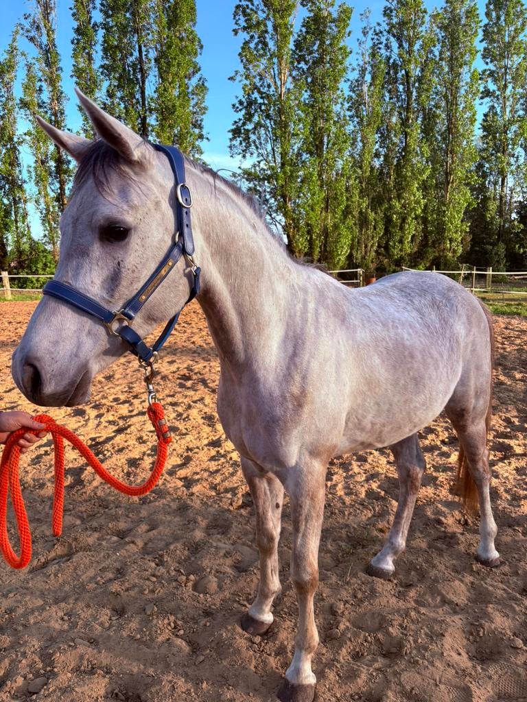 3 jarige ruin, Animaux & Accessoires, Poneys, Hongre, Non dressé, Poney E (1.48 m - 1.57m), Poney de récréation, 3 à 6 ans