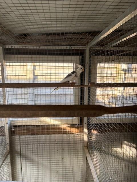 bonte witmasker valkparkiet, Dieren en Toebehoren, Vogels | Parkieten en Papegaaien, Geringd